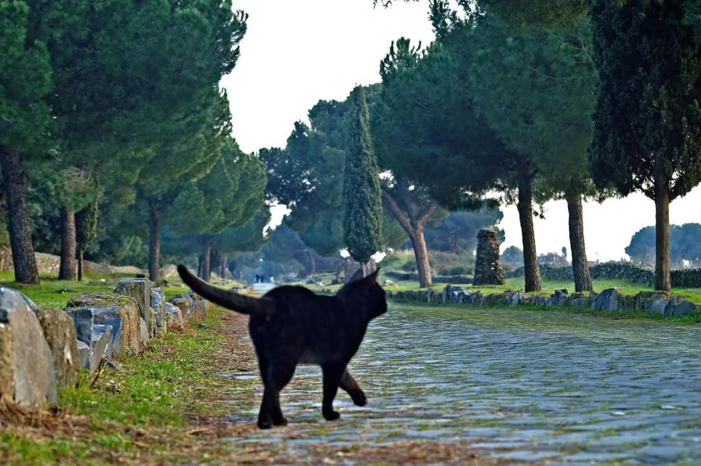 B&B Appia Felis Roma Esterno foto